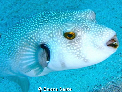 Pufferfish by Enora Seite 